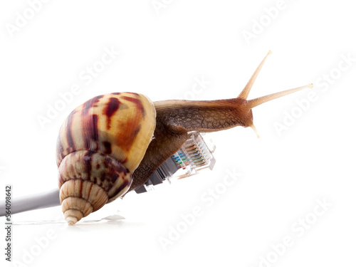 Snail with rj45 connector symbolic photo for slow internet connection. broadband connection is not available everywhere.