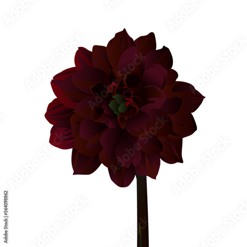Black dahlia, dark red flower on a white background. Vector.