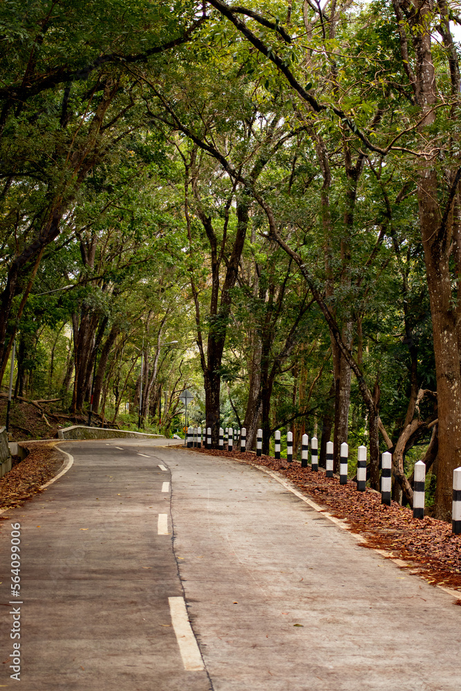 A beautiful road nature with awesome jungle view A beautiful road nature with awesome jungle view