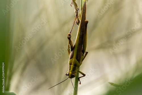 A grasshopper perched on a blade of grass