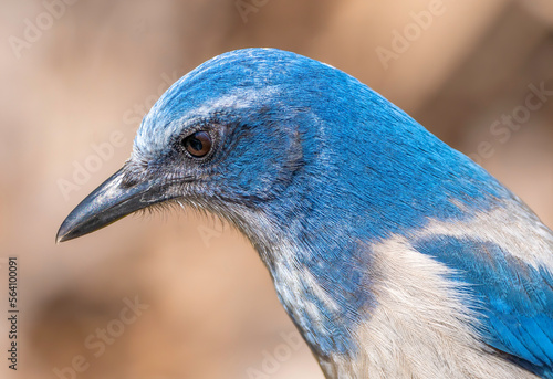 A close up head shot of a florida scrub jay . 