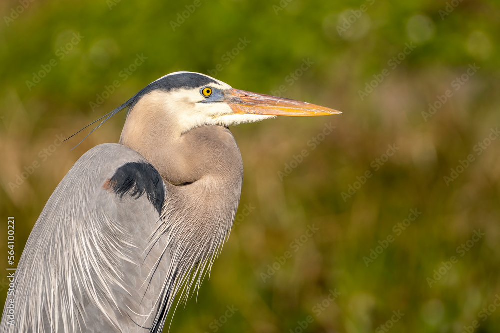 A body shot of a great blue heron A body shot of a great blue heron