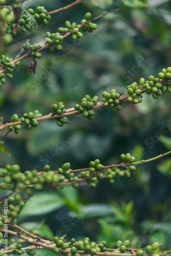 Vertical Close up Green seed berries harvest arabica coffee garden. Green coffee bean berry plant fresh raw seed coffee tree growth in eco organic farm. Fresh coffee bean green leaf bush berry plant