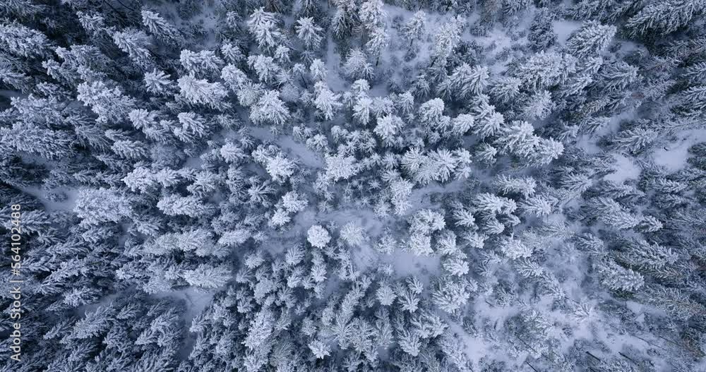 Top down view of a fabulous winter landscape with trees in frosty day. Poland Top down view of a fabulous winter landscape with trees in frosty day. Poland