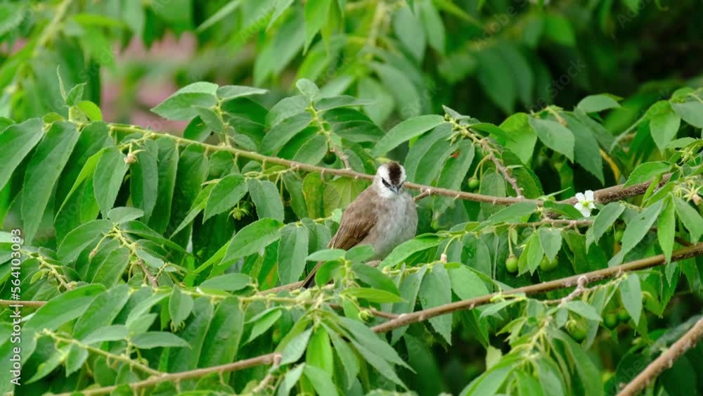 The Merbah cerukcuk bird is looking for food The Merbah cerukcuk bird is looking for food