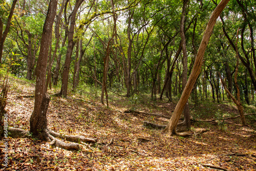 Forest of a nature preserve with trees grow tall green leaves