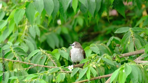 A bird Pycnonotus goiavier photo