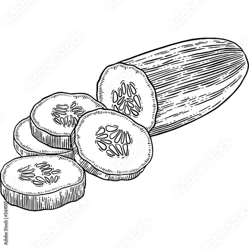 Hand drawn Sliced Cucumber Sketch Illustration