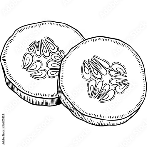 Hand drawn Cucumber Slices Sketch Illustration