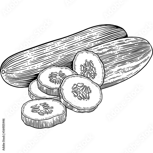 Hand drawn Sliced Cucumber Sketch Illustration