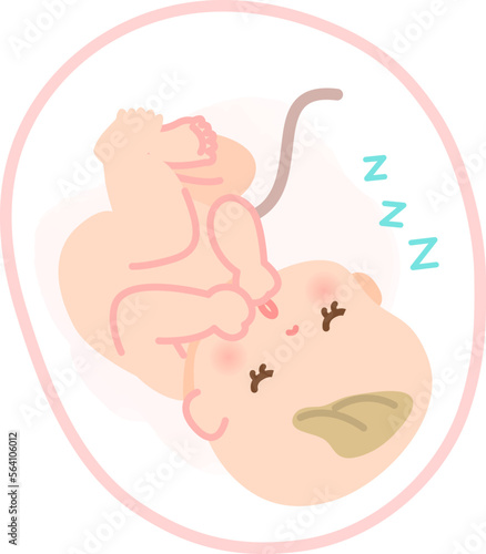 お腹の中で眠る赤ちゃんのイメージイラスト