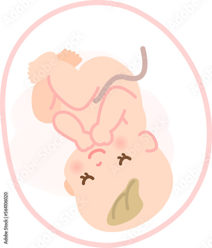 お腹の中で眠る赤ちゃんのイメージイラスト