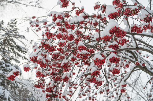 Beauty winter landscape wit...
