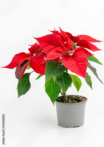 Christmas flower Poinsettia (Euphorbia pulcherrima) isolated on white background.