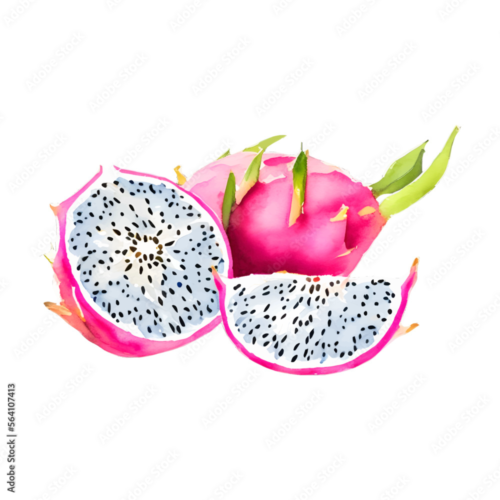 dragon fruit digital drawing with watercolor style illustration dragon fruit digital drawing with watercolor style illustration