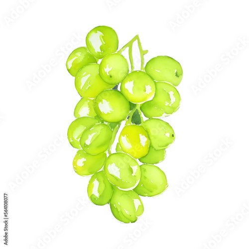 green grape digital drawing with watercolor style illustration