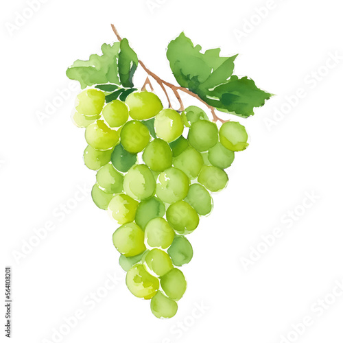 green grape digital drawing with watercolor style illustration