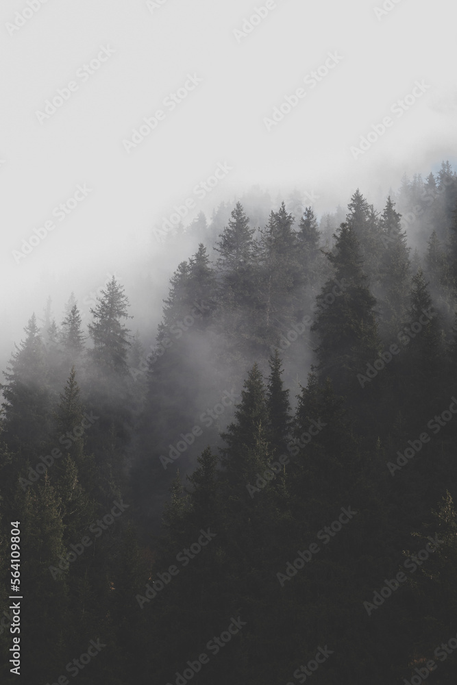 Fog in the mountain forest, vertical background. Fog in the mountain forest, vertical background.