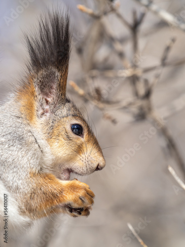 The squirrel with nut sits on tree in the winter or late autumn. Portrait of the squirrel close-up