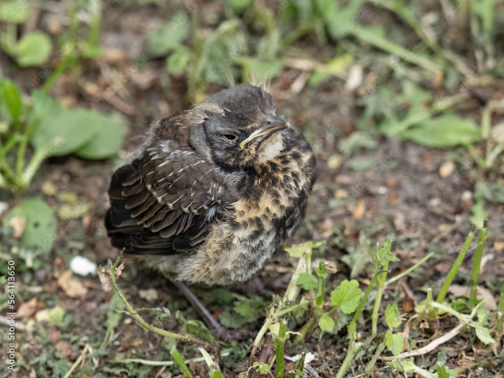 A fieldfare chick, Turdus pilaris, has left the nest and sitting on the spring lawn. A fieldfare chick sits on the ground and waits for food from its parents. A fieldfare chick, Turdus pilaris, has left the nest and sitting on the spring lawn. A fieldfare chick sits on the ground and waits for food from its parents.