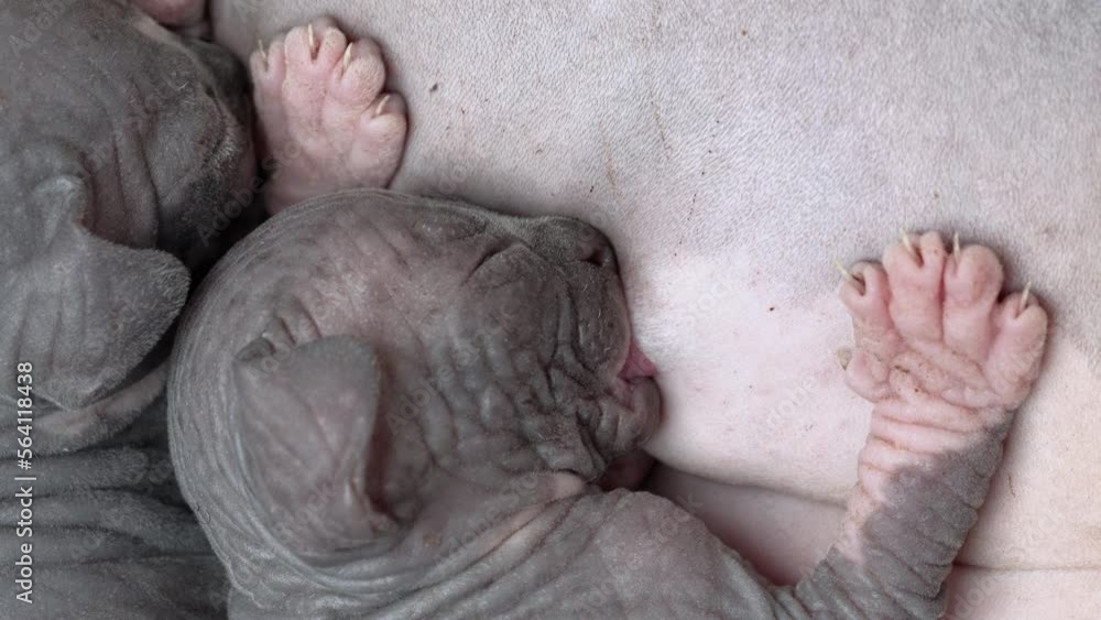 Close-up view of process of breastfeeding of hungry newborn kitten. Baby of Canadian Sphynx Cat sucking milk from mother. Real time 4K shot video, part of series Close-up view of process of breastfeeding of hungry newborn kitten. Baby of Canadian Sphynx Cat sucking milk from mother. Real time 4K shot video, part of series