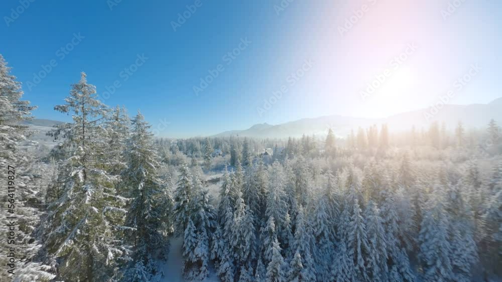 Flying close to the tree branches in a winter fairytale forest on a sunny day. Flying close to the tree branches in a winter fairytale forest on a sunny day.