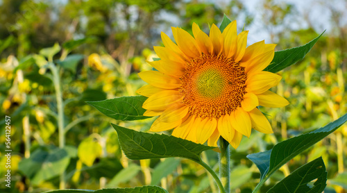 Sunflower close up in the sunflower field 