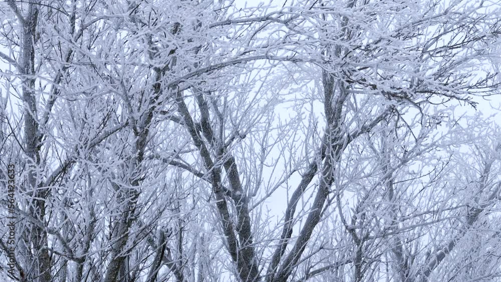 Winter background of tree branches covered with frost and swaying in the wind. Landscape of nature with white snow Winter background of tree branches covered with frost and swaying in the wind. Landscape of nature with white snow