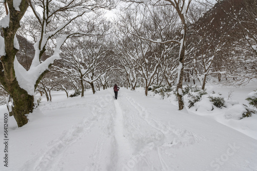 Snow in winter landscape garden in South Korea. © mongkol