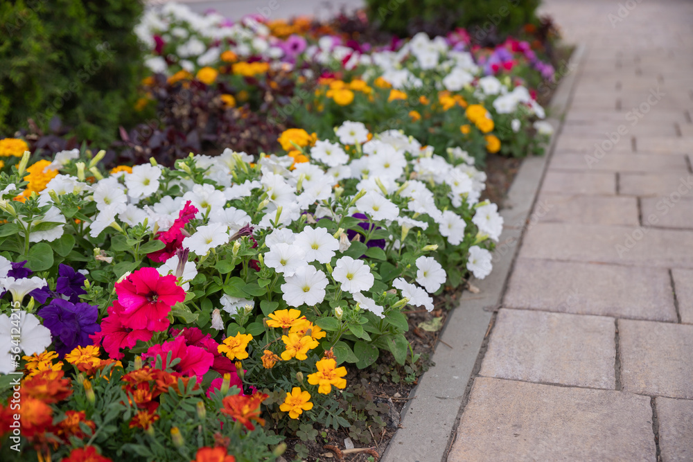 Fototapeta premium cultivated field of many orange, yellow and white petunia flowers. Floral background, backdrop or wallpaper. garden design.multicolored petunia flowers on a flower bed in summer