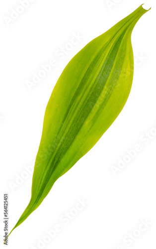 Fresh green leaf..