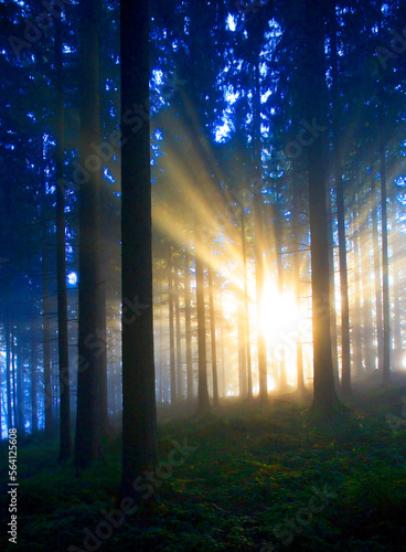 moody forest landscape with  fog and sun shining through the trees fantasy lanscape  