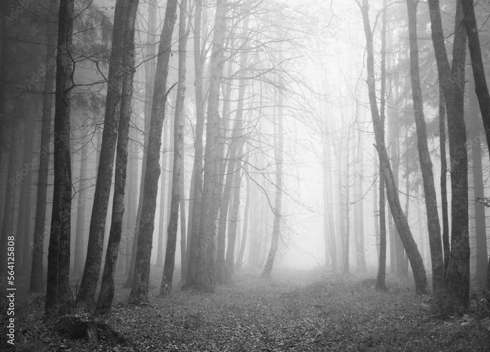 Naklejka premium Moody forest landscape with fog,fantasy lanscape, 