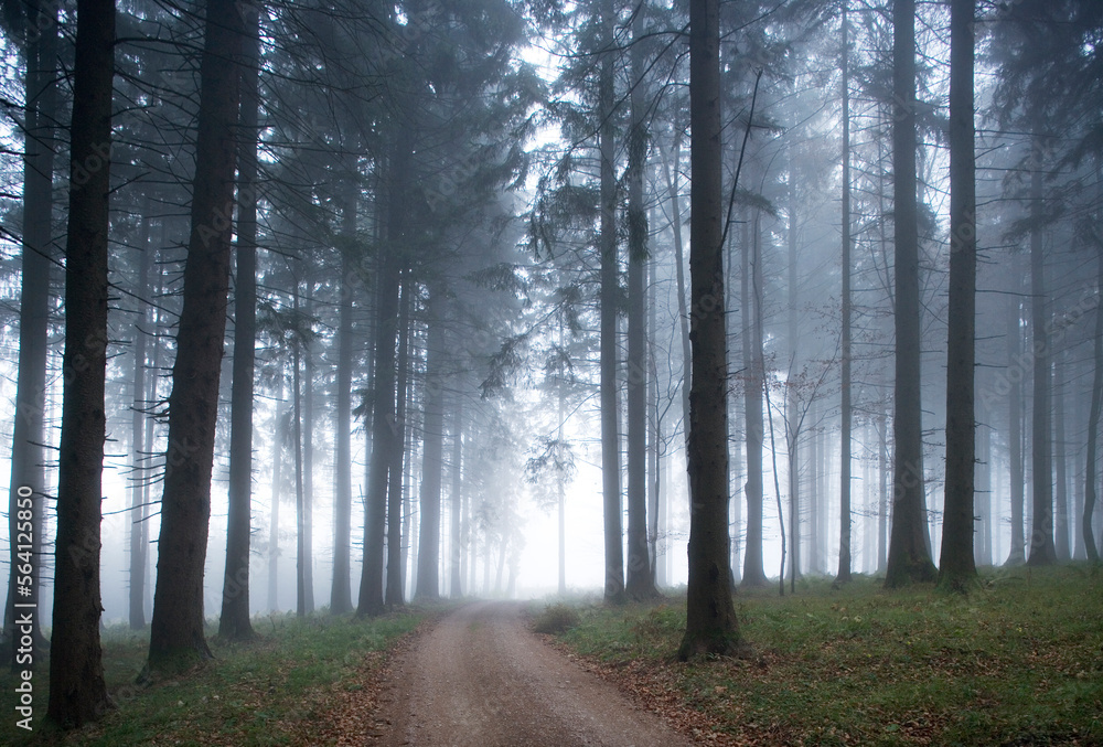 Fototapeta premium Trail in moody forest landscape with fog,fantasy lanscape, 