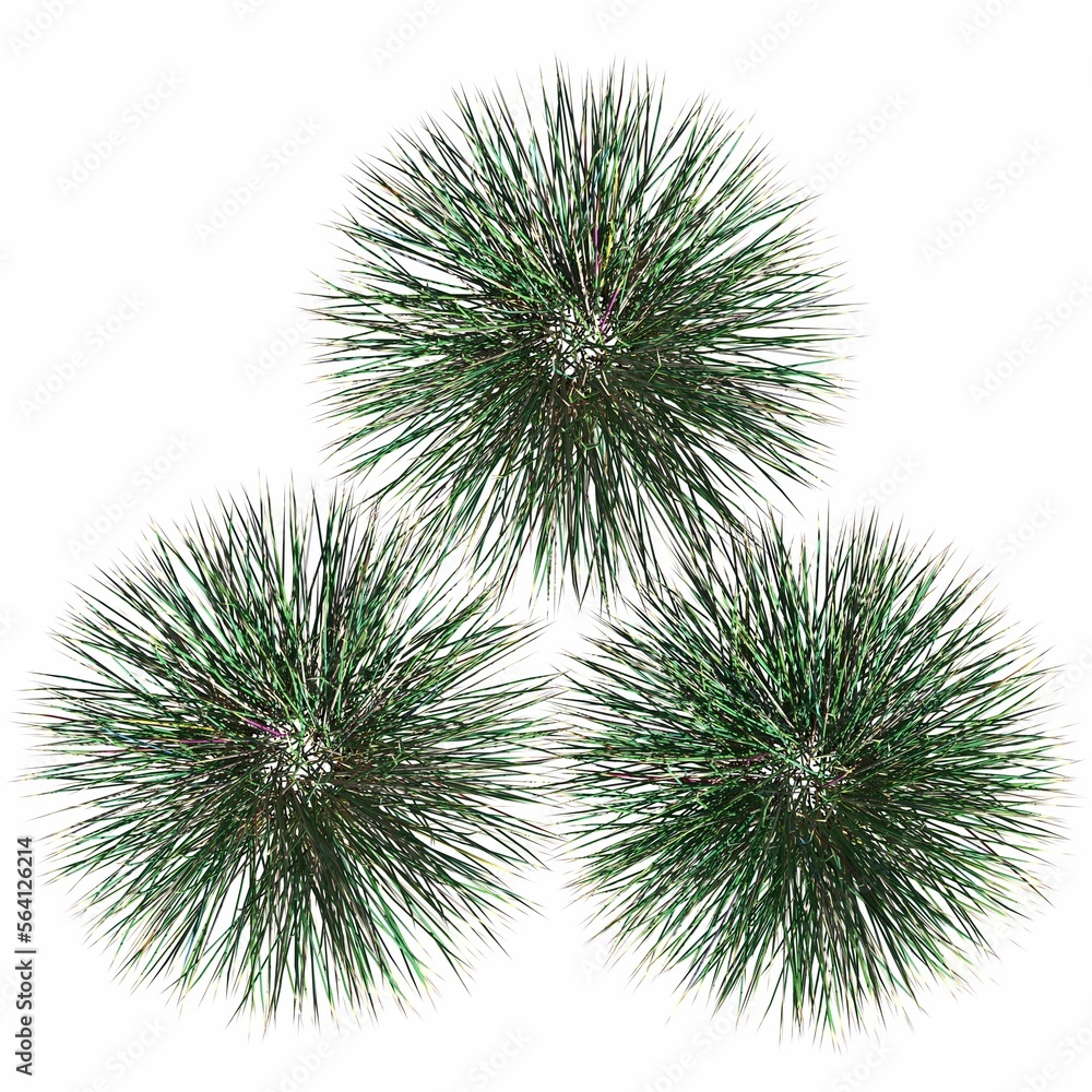 wild field grass, top view, isolated on white background, 3D illustration, cg render wild field grass, top view, isolated on white background, 3D illustration, cg render