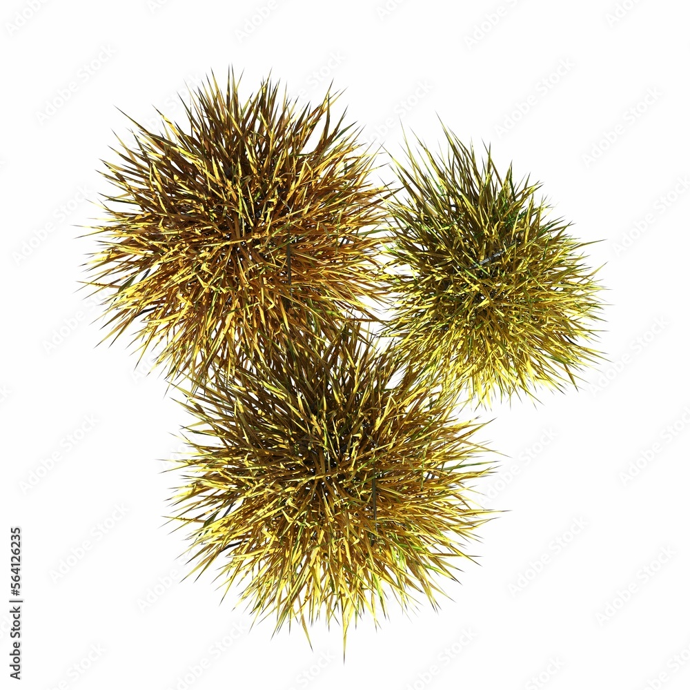 wild field grass, top view, isolated on white background, 3D illustration, cg render wild field grass, top view, isolated on white background, 3D illustration, cg render