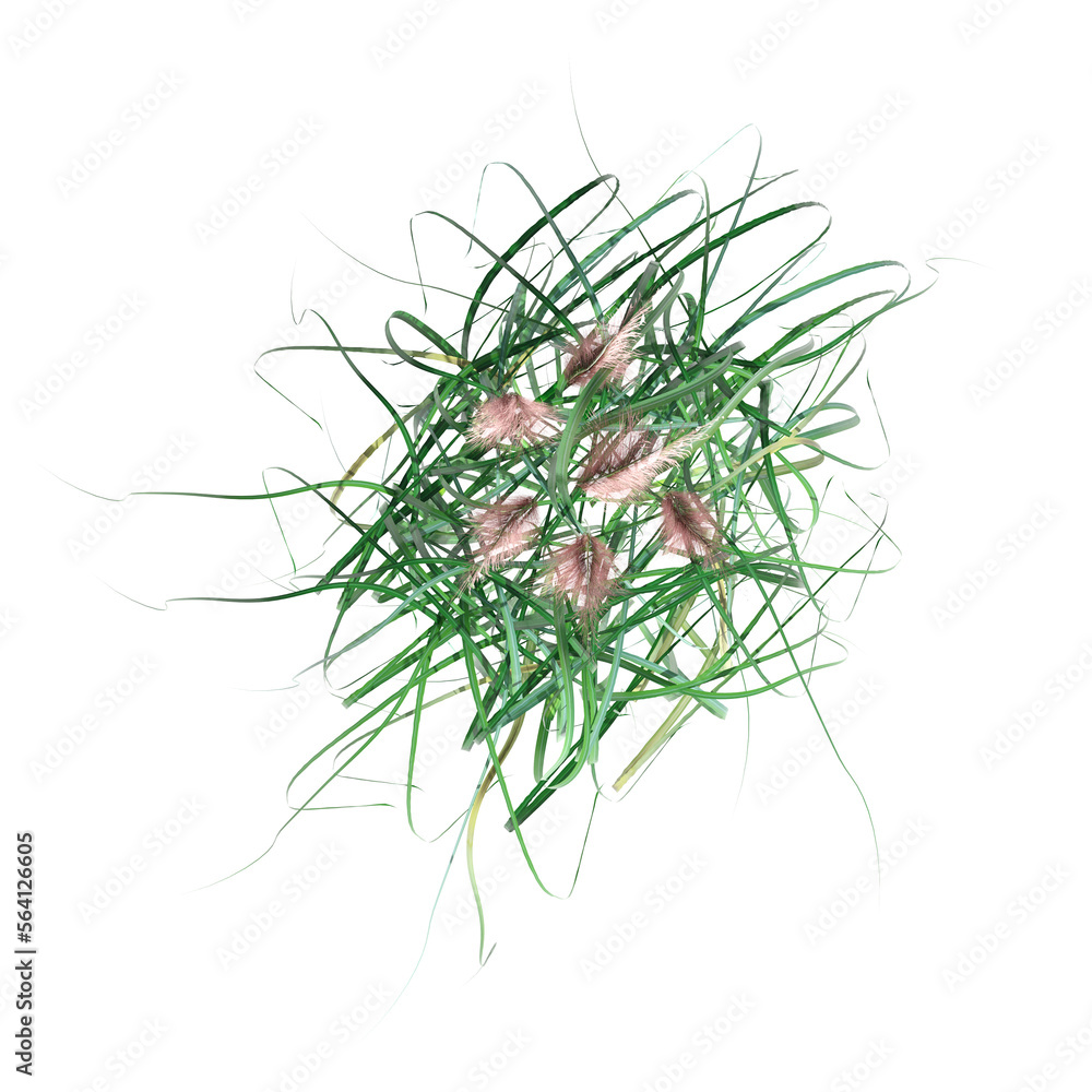 Fototapeta premium wild field grass, top view, isolated on a transparent background, 3D illustration, cg render