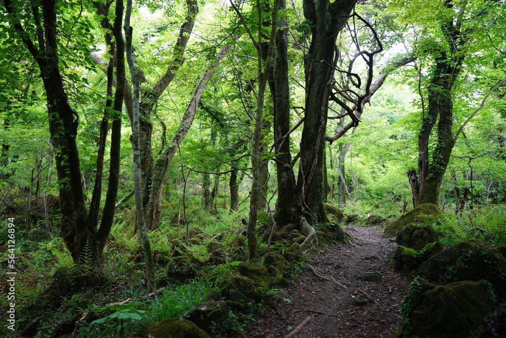 path to deep forest