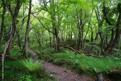 path to deep forest