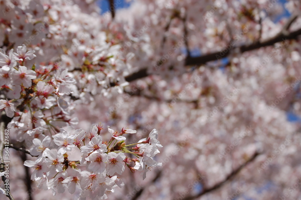 Obraz premium 清水寺に咲く満開の桜