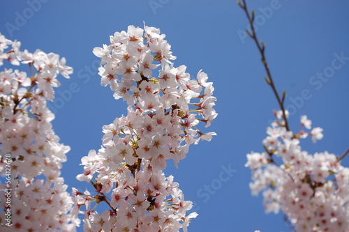 清水寺に咲く満開の桜
