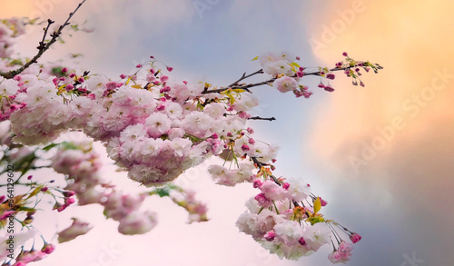 The sunset scene with bouquet cherry tree blossom flowers blooming in spring or Sakura flower in the nature garden on white background