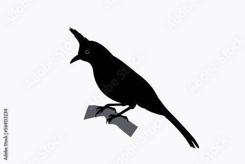 Vector illustration of a bird silhouette with a crest on its head