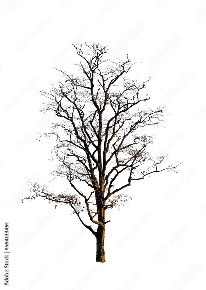 Single old and dead tree isolated Single old and dead tree isolated