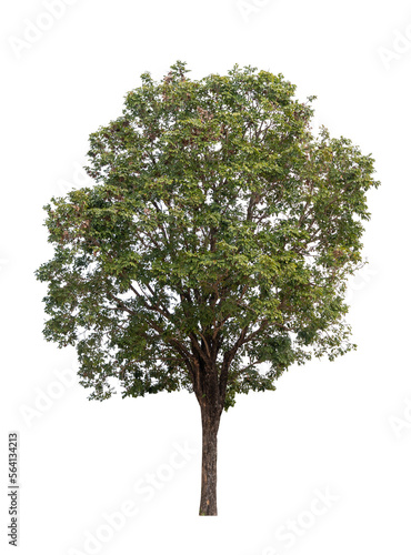 Isolated single tree greenery botanical
