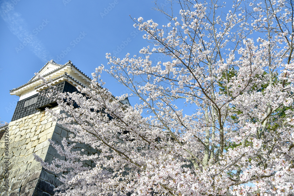 松山城に咲く満開の桜