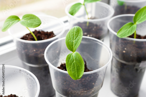 Seedlings of cucumbers close-up in plastic pots on the windowsill. Spring season, gardening and growing vegetables.