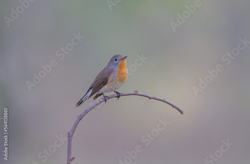Red-breasted Flycatcher Standing on a small branch against a beautiful soft background.