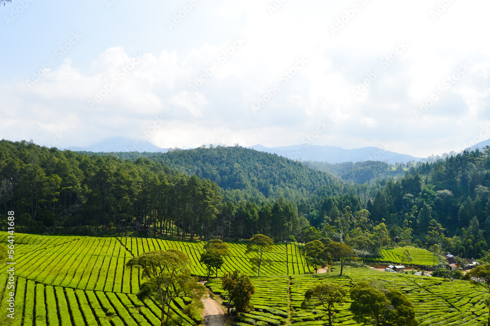 Hutan Pinus Rahong, Bandung, Indonesia - August 08, 2022: Views Of The Tea Gardens At Pangalengan. With Selected Focus.