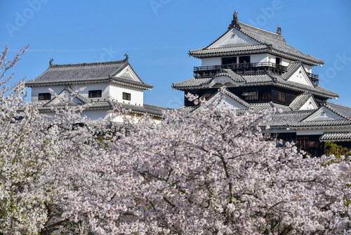 松山城に咲く満開の桜